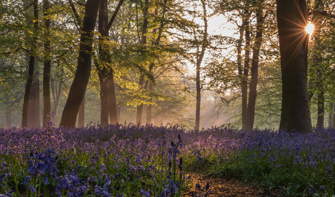 Sunlit woodland path through bluebells at sunrise, with mist and tall tree trunks