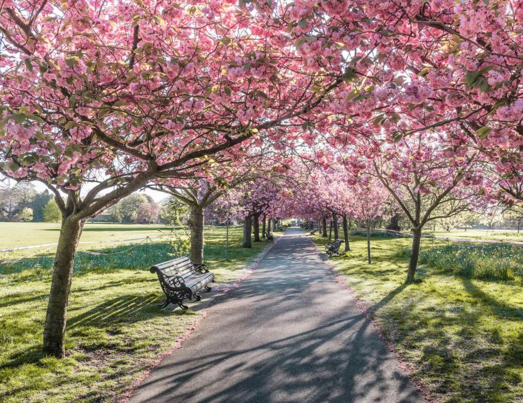 Spring blossom path in a park, lined with pink flowering trees and a bench
