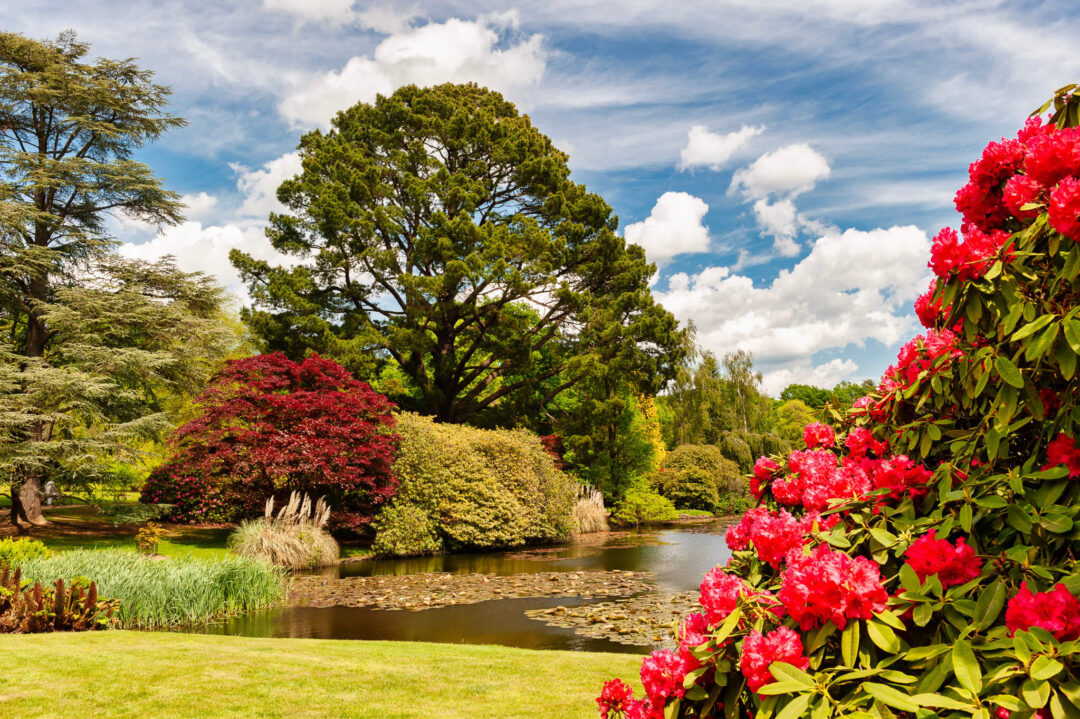 Colourful flowering shrubs by a garden pond with trees and a blue-sky backdrop under scattered clouds