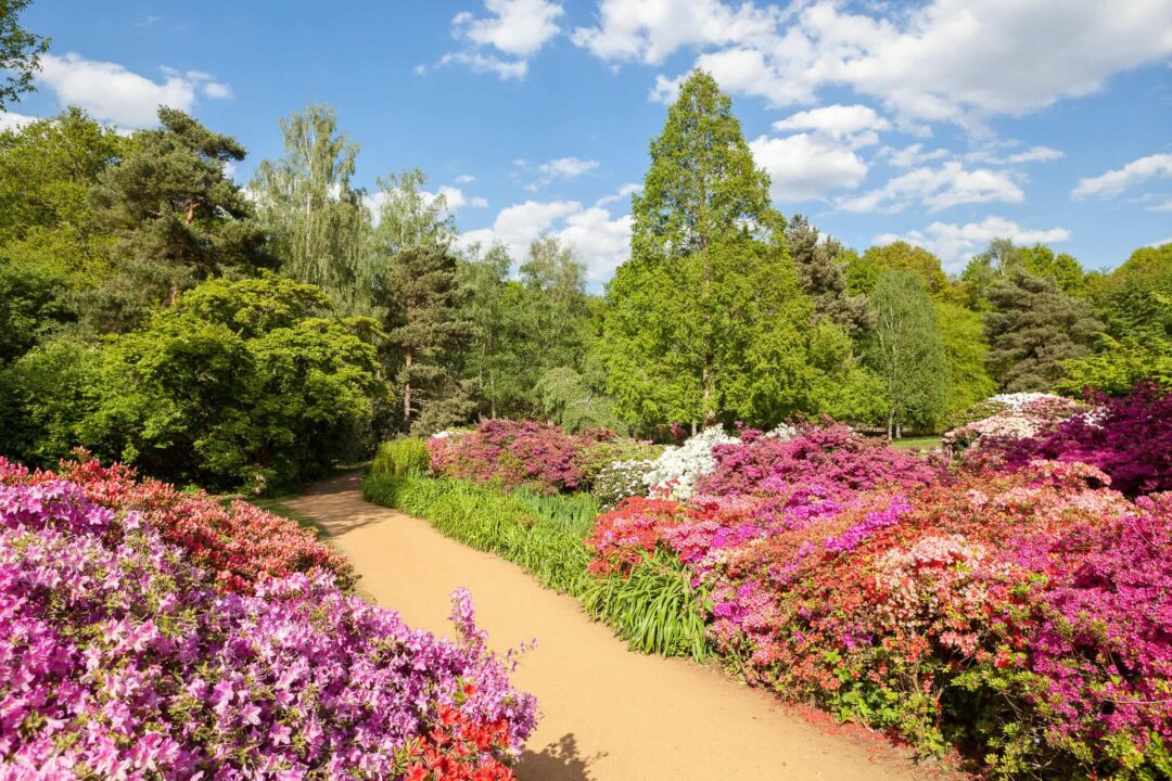 Flower-lined garden path through spring blooms and trees under blue sky, with purple and pink flowers
