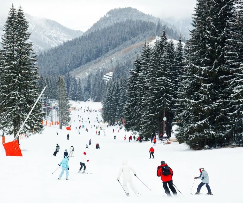 Alpine skiing on a snow-covered slope with skiers in a pine forest amid mountain scenery