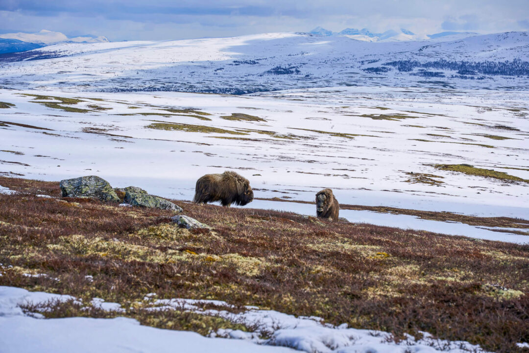 Wild musk oxen grazing on a snowy mountainside in Dovrefjell-Sunndalsfjella National Park, Norway