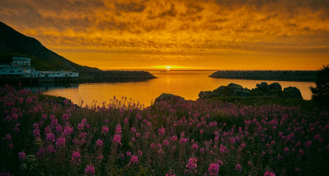 Arctic coastal sunset over calm sea, with wildflowers in the foreground and hillside buildings on the shore