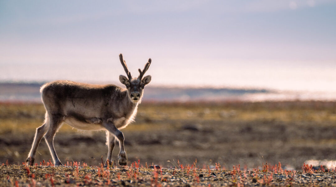 Reindeer on a tundra beach at dusk, with long shadows and distant sea horizon