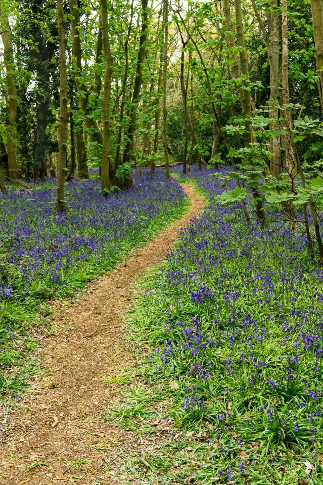 Woodland trail lined with bluebells and surrounded by tall trees in spring sunshine