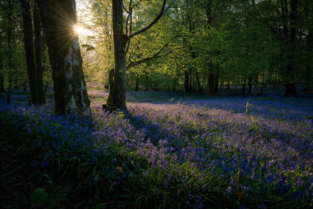 Sunlit woodland with bluebells blooming between trees at sunrise, with a forest path in the background