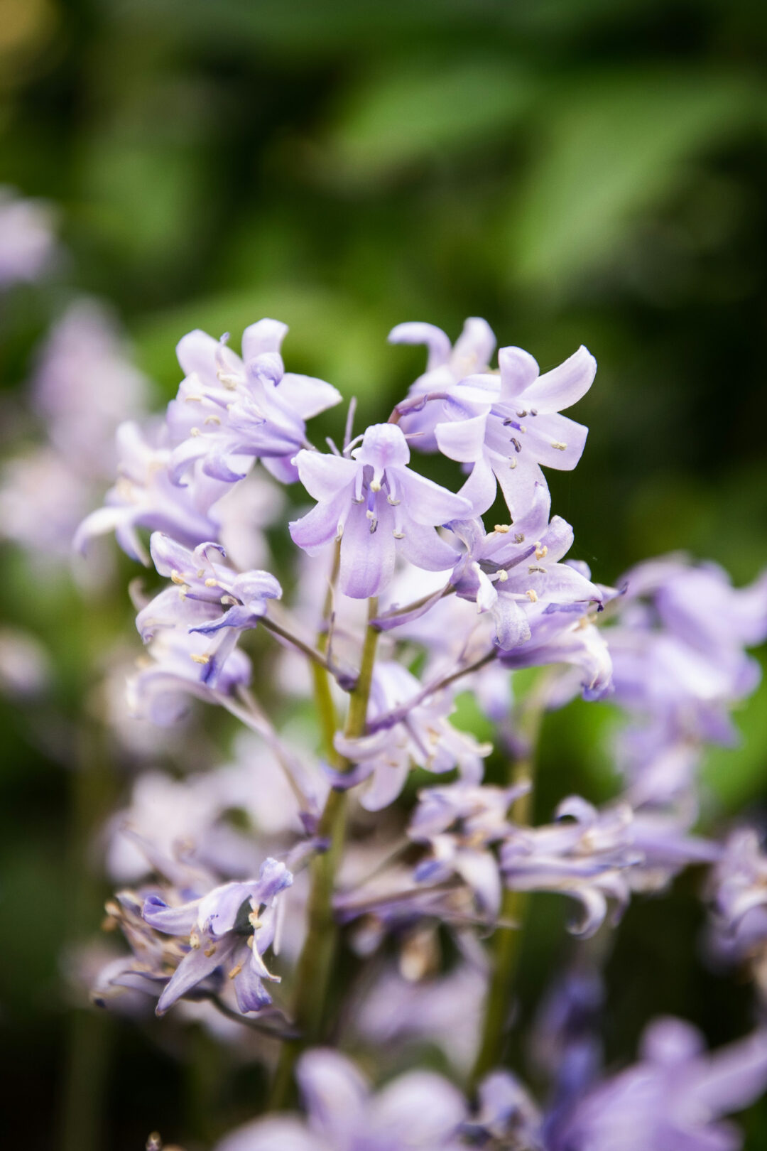 Close-up of purple bluebell flowers with soft focus background, showing petals and stamens in spring woodland