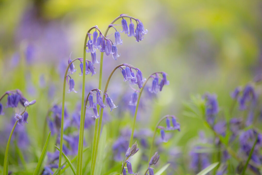 Bluebell flowers with purple blooms in a woodland, springtime hike near London