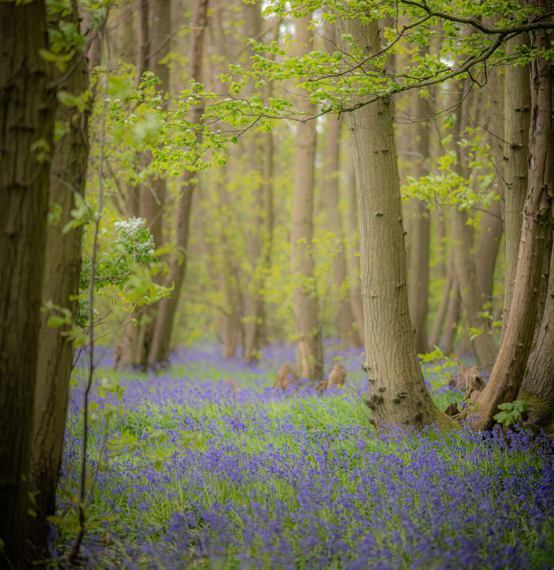 Bluebell woods with dense carpets of bluebells in a leafy forest near London