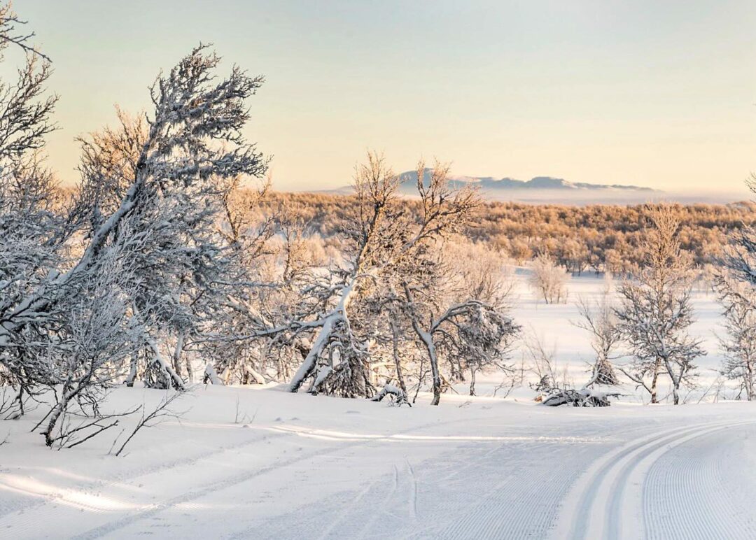 Snow-covered forest with frosted trees and ski tracks in the winter landscape at sunrise