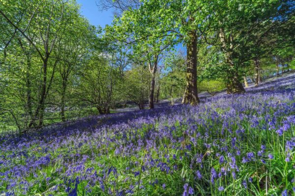 Best Bluebell Hikes Near London | Gutsy Girls