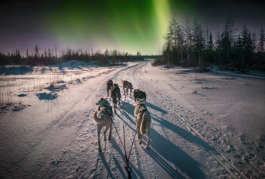 Dogsledding dogs on a snowy track under the aurora borealis in a winter landscape