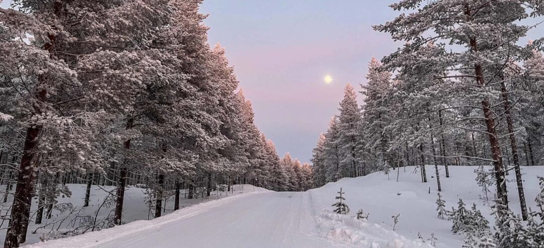 Snow-covered forest path in winter at dusk, with snow-laden pine trees on both sides