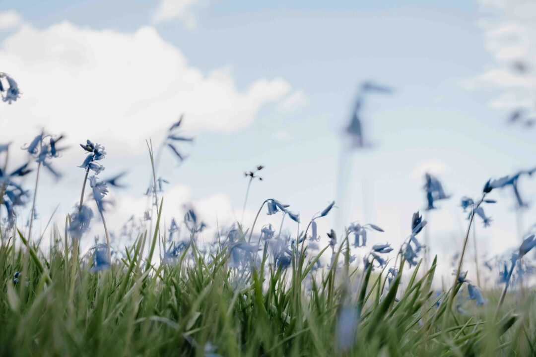 Bluebells in bloom in a woodland meadow, with hikers blurred in the distance under a blue sky