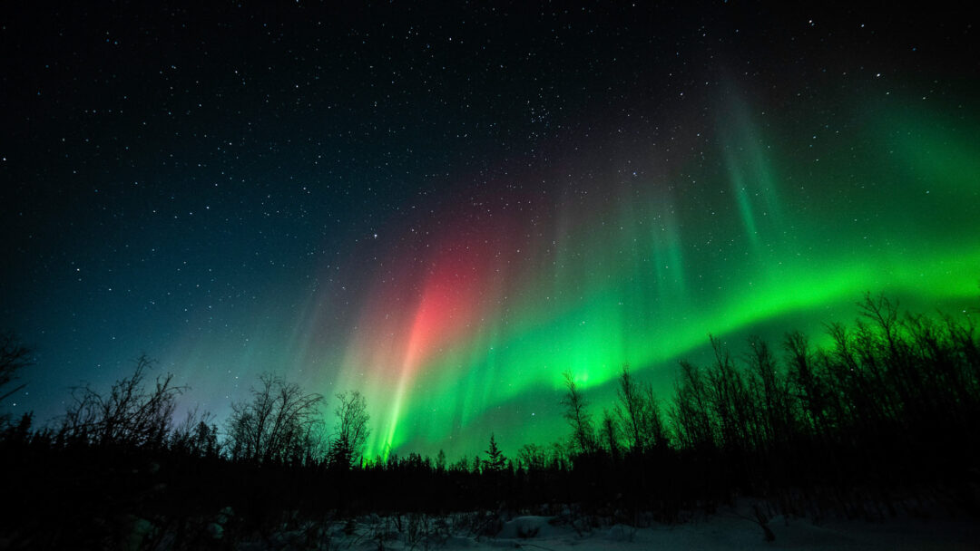 Northern lights (aurora borealis) over snowy trees in Finland at night
