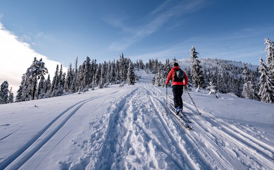 Woman ski touring on a snowy track through a winter forest under a clear blue sky