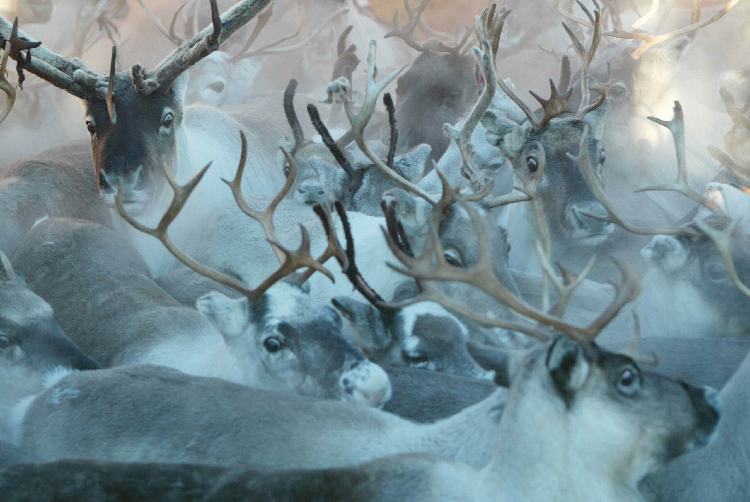 Herd of reindeer with large antlers in snowy Lapland landscape, winter wildlife scene