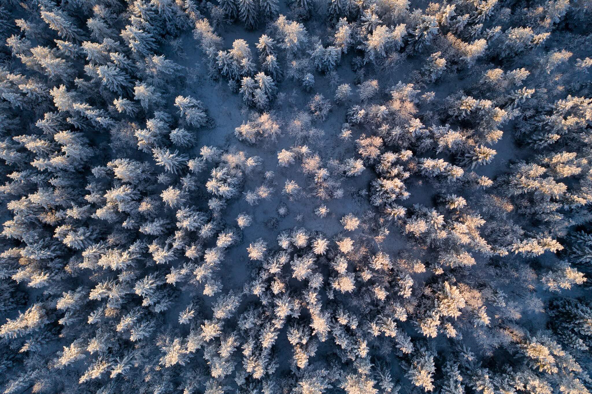 Snow-covered pine trees in Lapland, winter landscape with icy frosted branches.