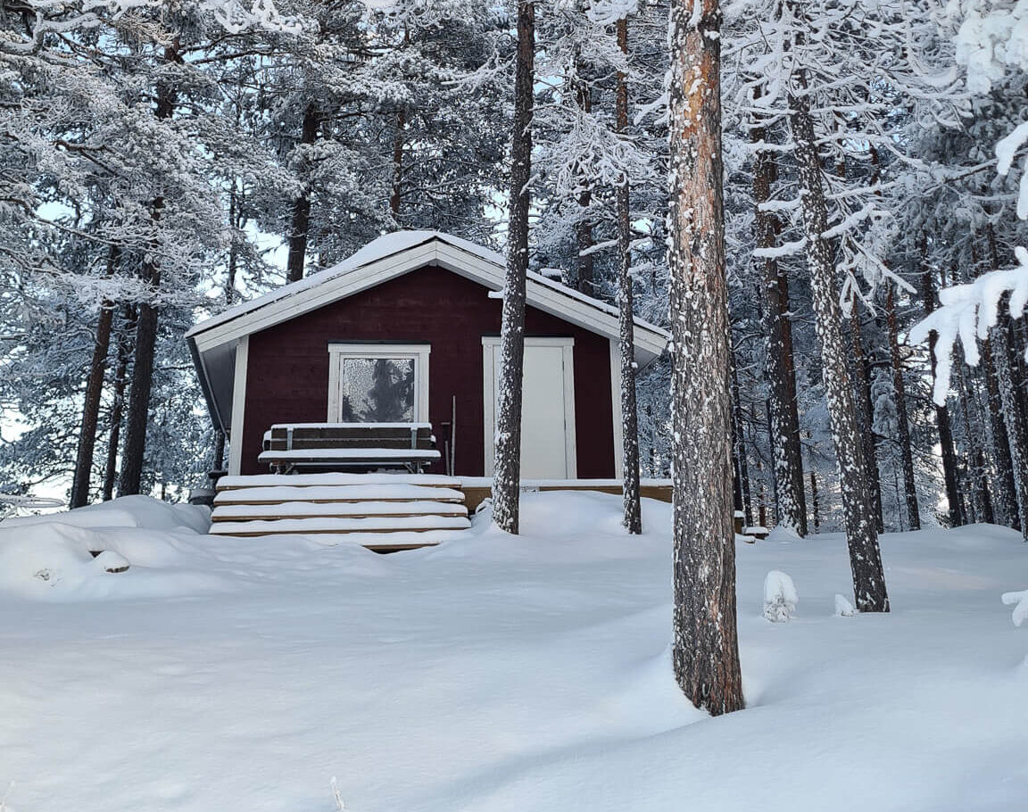 Snow-covered wooden cabin in a pine forest, surrounded by tall trees