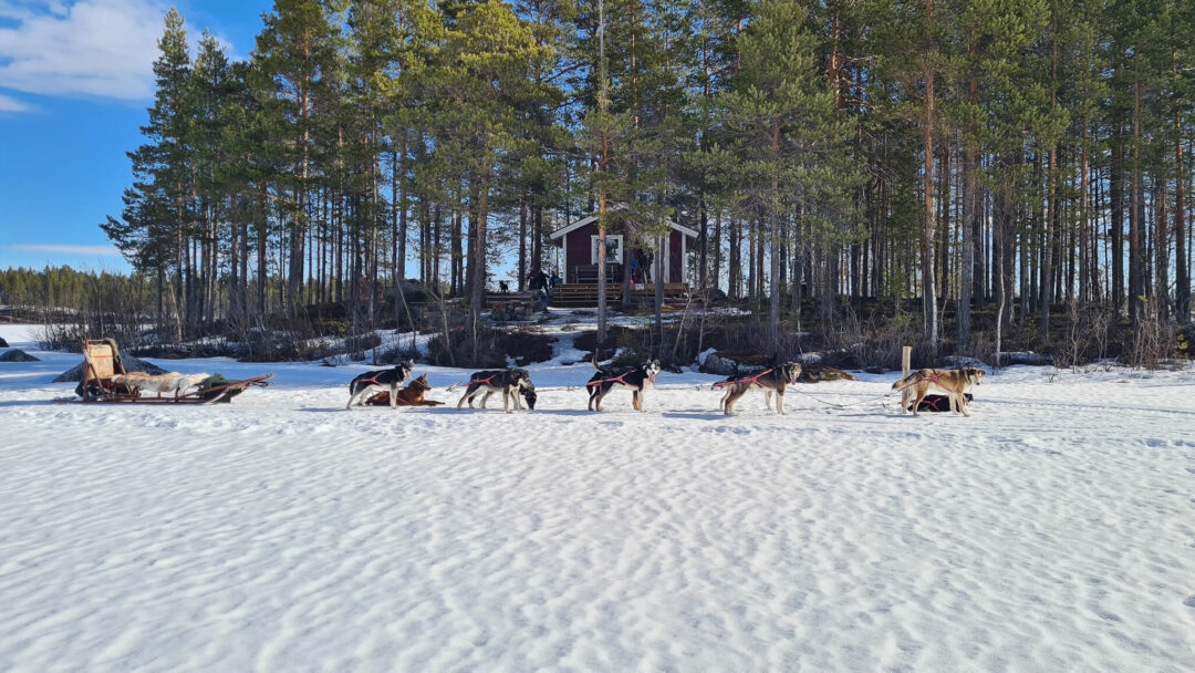 Dog sled team trotting across snowy Swedish Lapland pine forest during winter expedition
