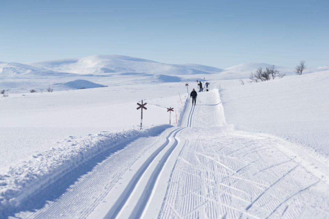 Cross-country skiers glide on a groomed snowy trail through Sweden’s winter landscape