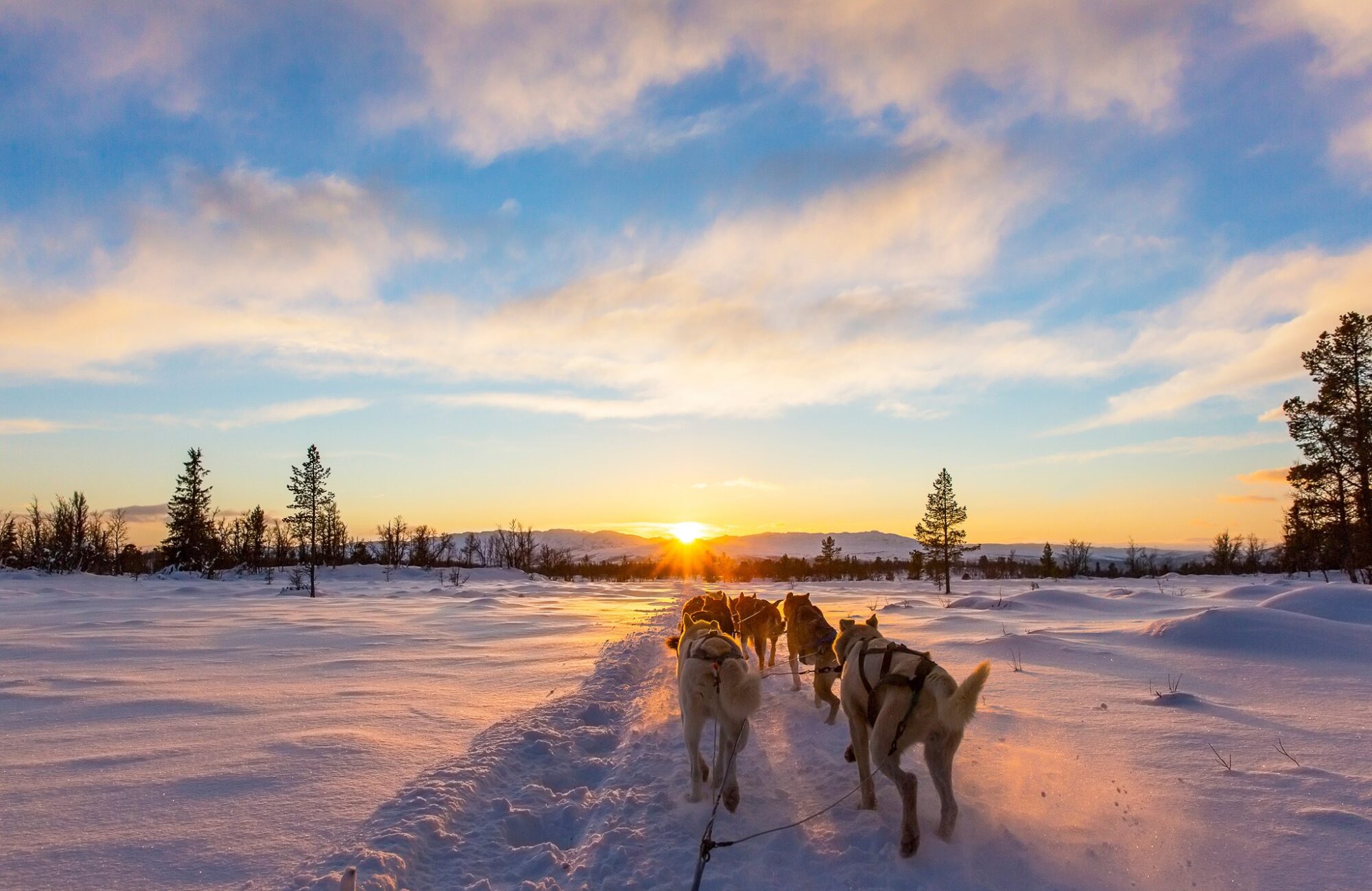 Dog Sledding Expedition in Swedish Lapland hero