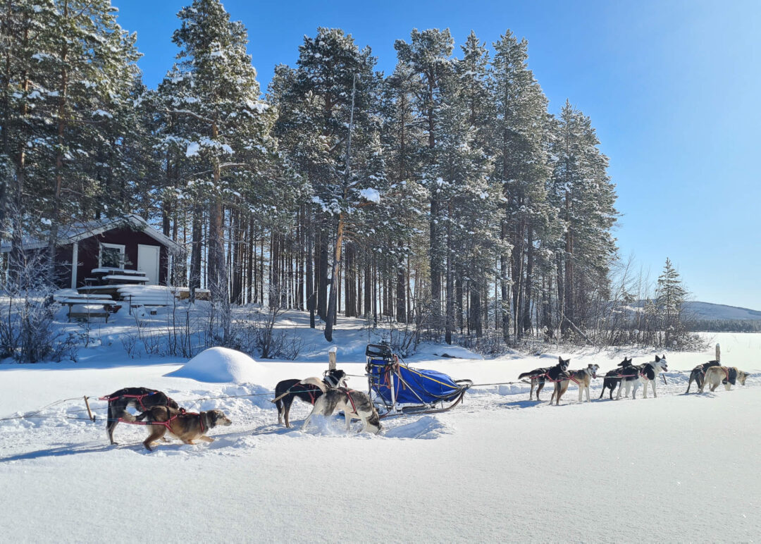 Dog sledding team pulling sled through snowy forest in a winter landscape