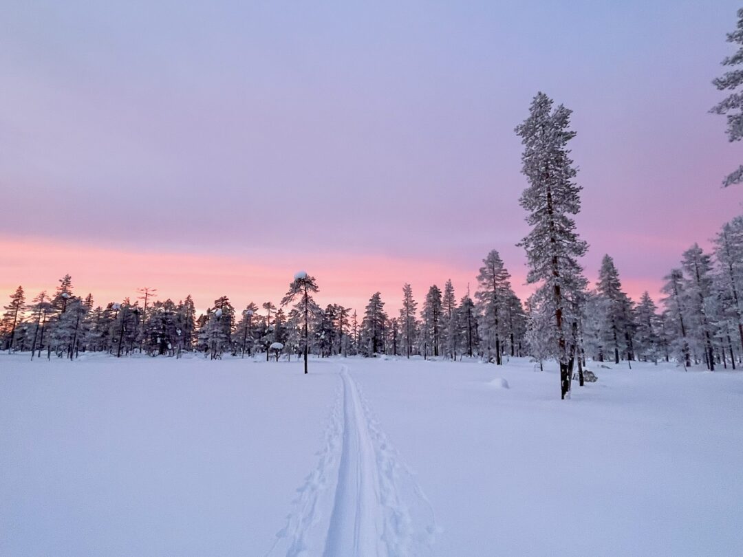 Snow-covered ski tracks through a winter forest in Sweden at dusk, with snowy pine trees and pink sky