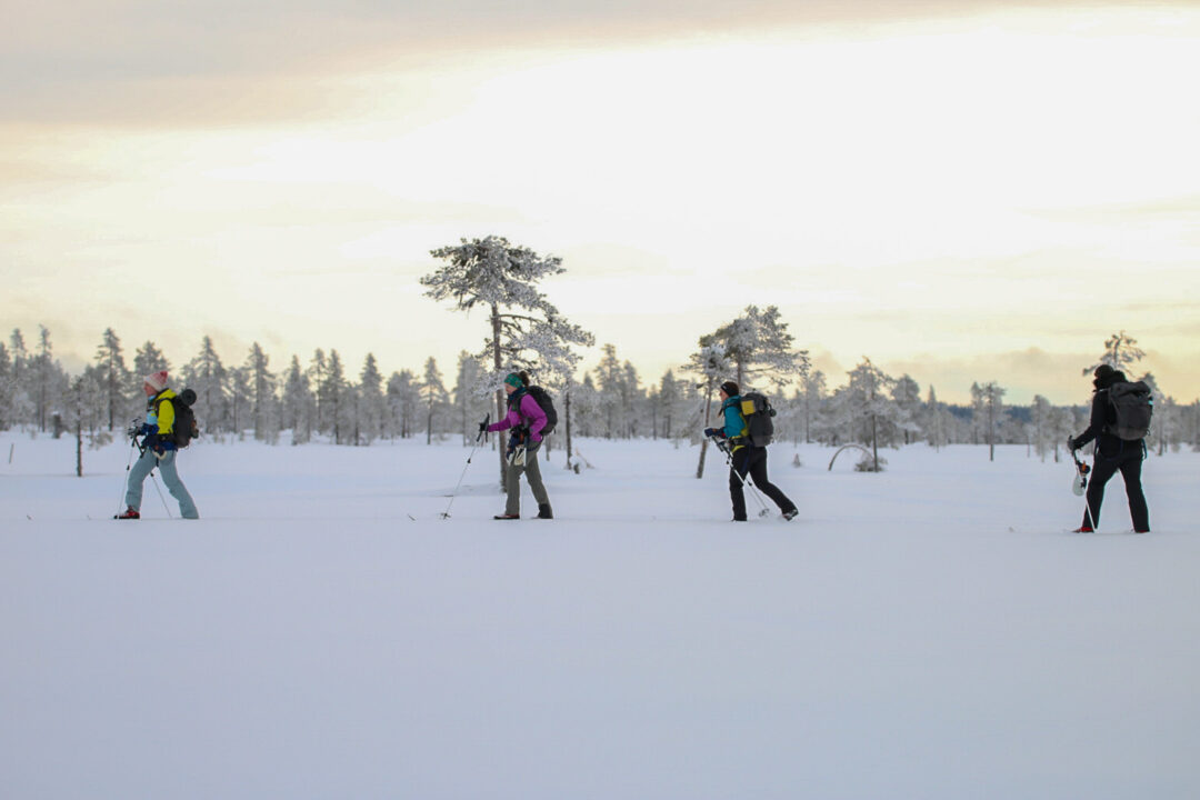 Backcountry cross-country skiers in Sweden travelling across snowy forest fields during winter expedition