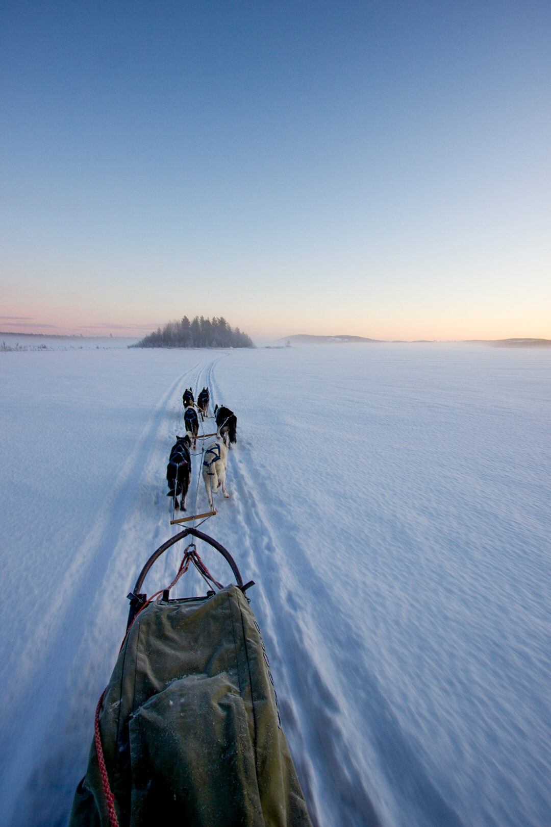 Dog sled on snowy trail pulled by huskies in Swedish Lapland at dusk