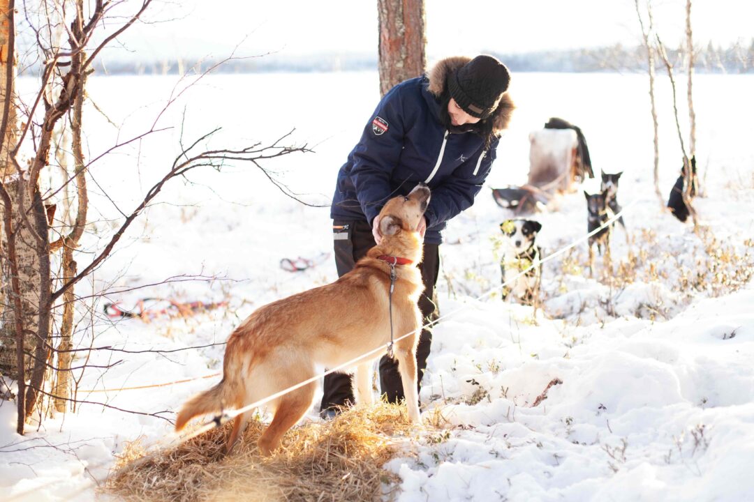 Musher in Swedish Lapland adjusts a harness on a dog during a snowy sledding expedition