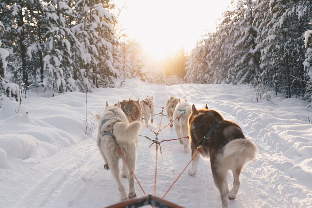 Dog sled team in snowy Swedish Lapland forest, with tracks and snowy mountains at sunrise