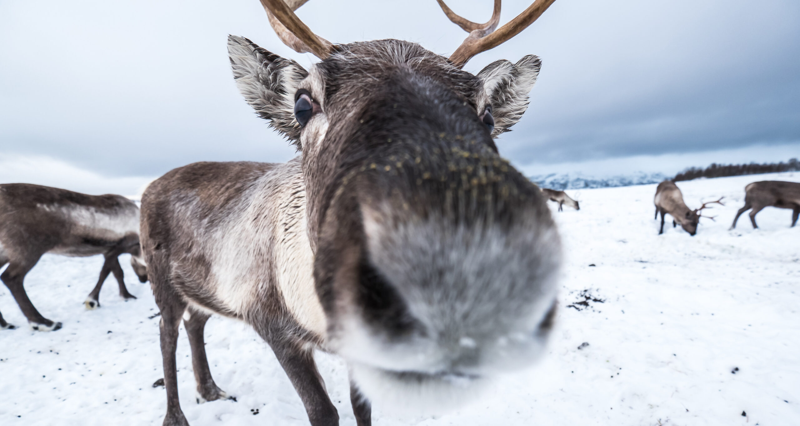 Reindeer with antlers in a snowy field, with other reindeer in the background