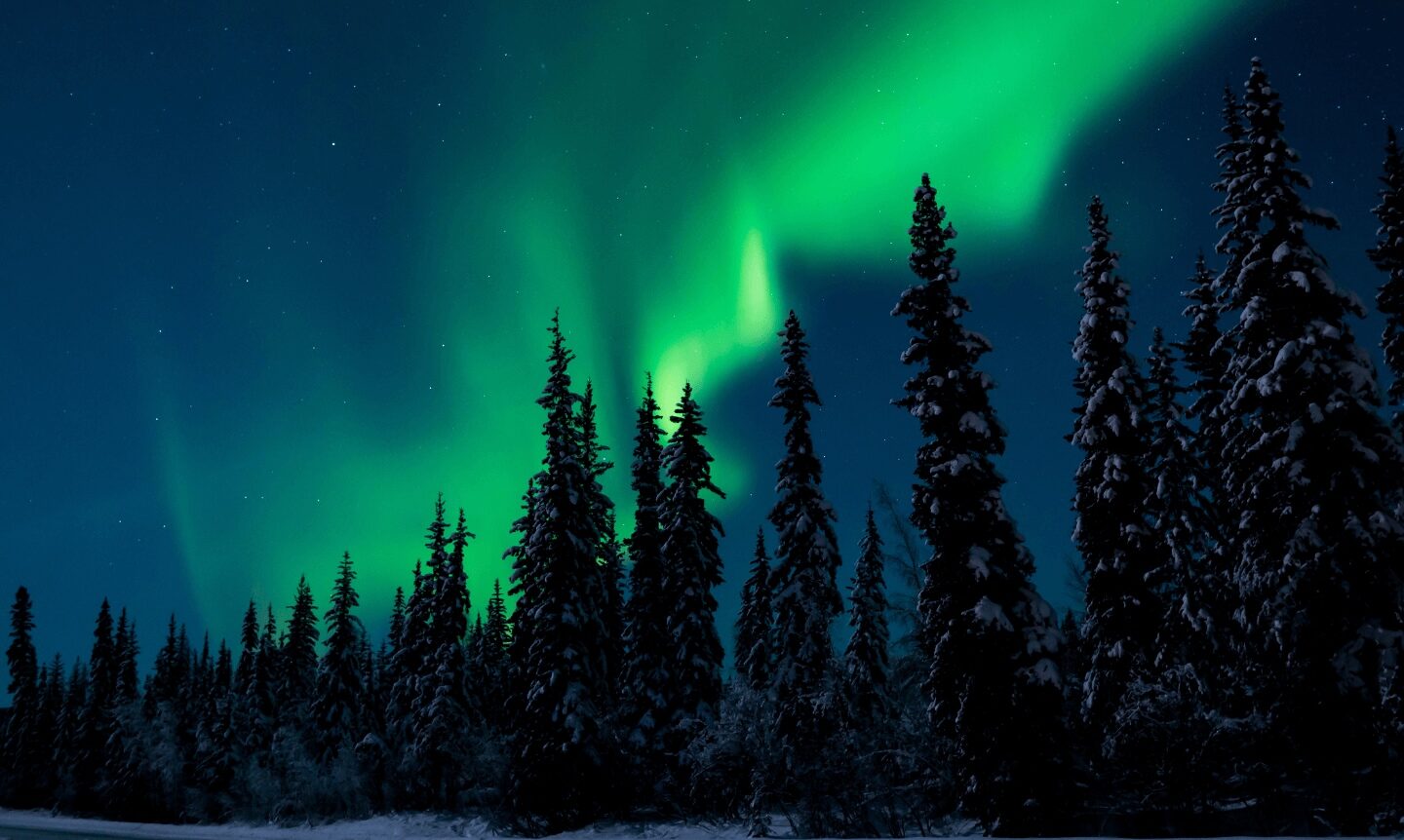 Northern lights over snow-covered pine trees in a winter night sky