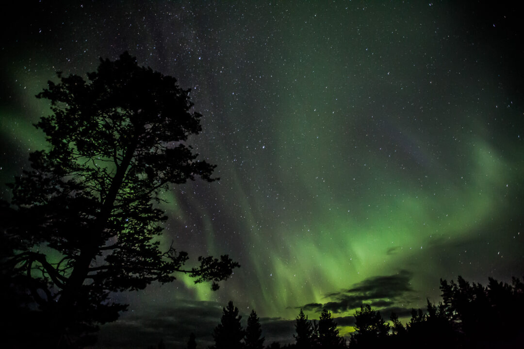 Aurora borealis over a dark winter forest at night in Lapland, Finland