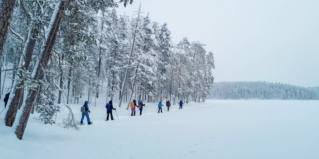 Snowshoeing hikers walk through a snowy pine forest under light snowfall