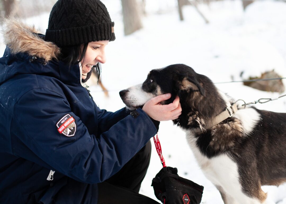 Woman stroking a sled dog in snowy Swedish Lapland during a dog sledding expedition