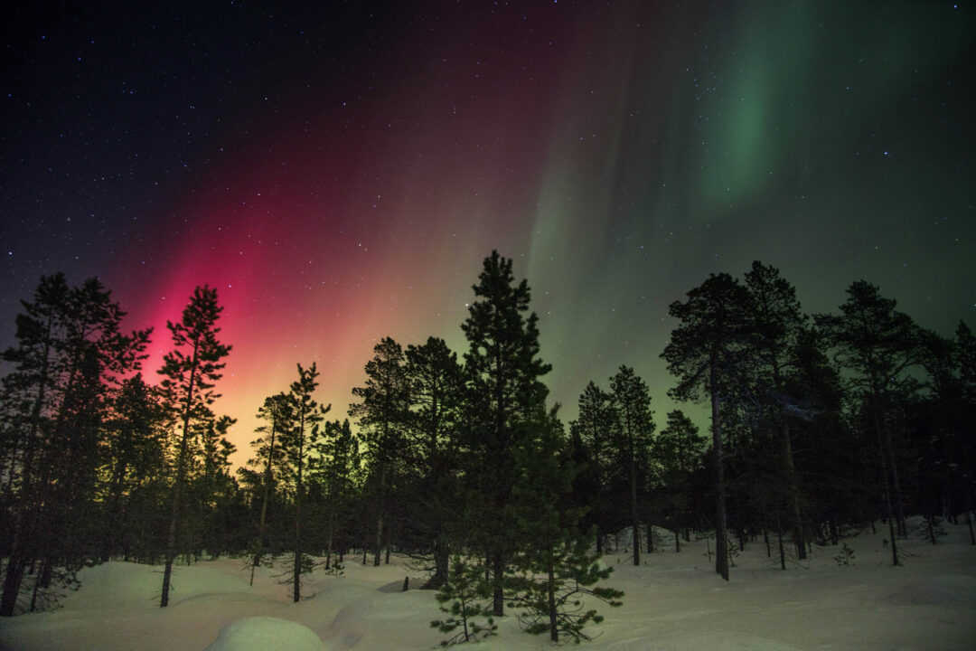 Northern lights over a snowy conifer forest at night, with aurora lights in Finland winter landscape