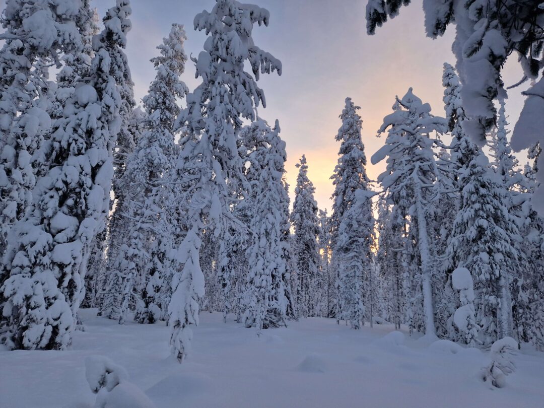 Snow-covered pine forest in Finland at dusk, with frosty trees and falling wilderness light