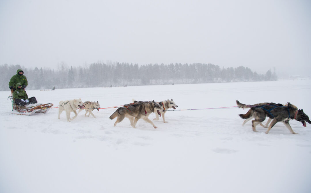 Dog sledding team running across snowy Swedish Lapland landscape in light fog