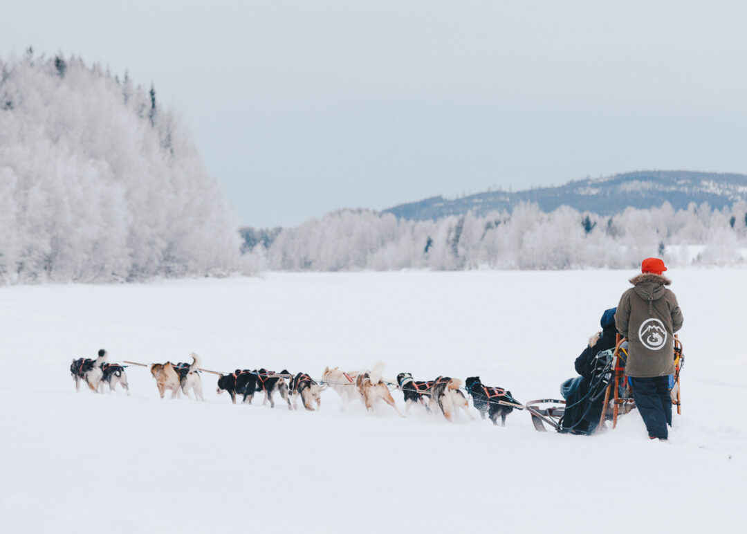 Woman riding a dog sled with a team across a snowy landscape in winter.