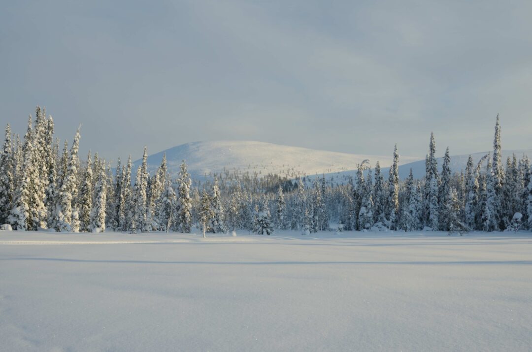 Snowy Finnish forest landscape with distant hills, ideal for a cross-country ski tour in winter