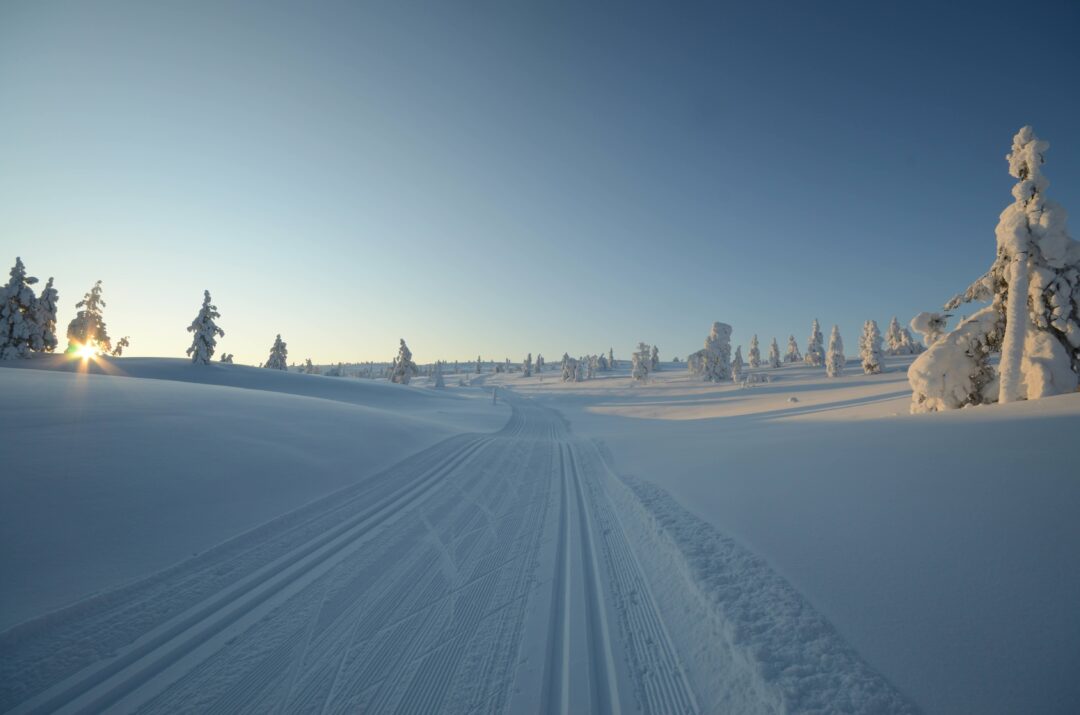 Cross country ski tracks on a snowy Finland landscape at sunrise, with pine trees and frosted trees in view