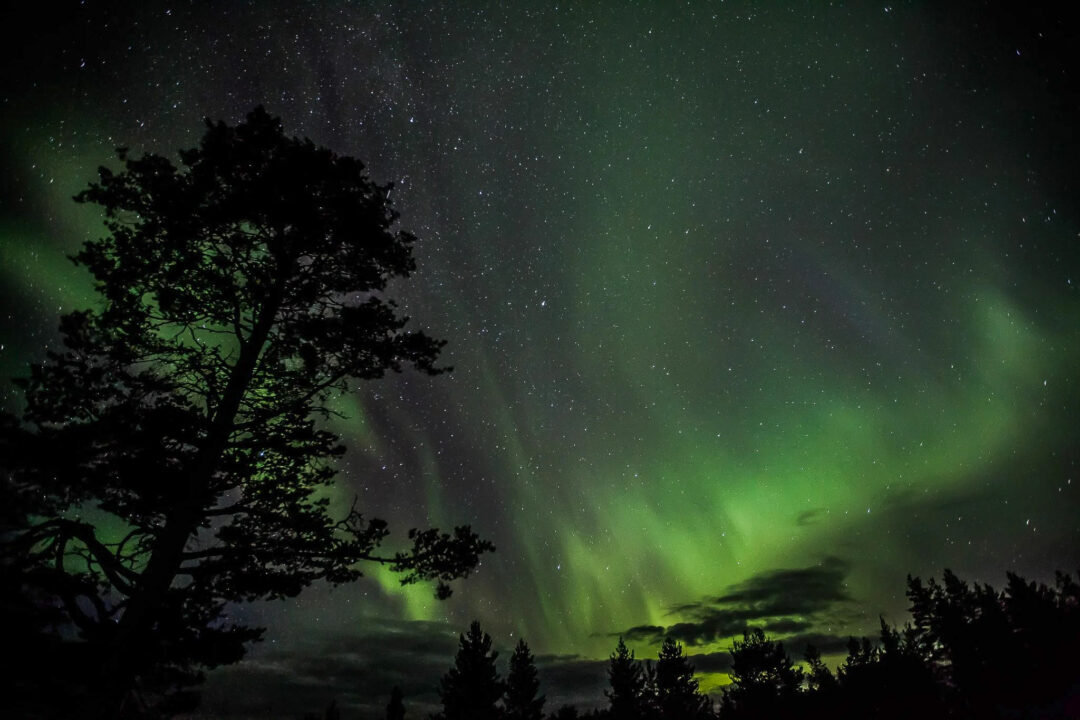 Northern lights (aurora borealis) over a winter forest landscape in Swedish Lapland