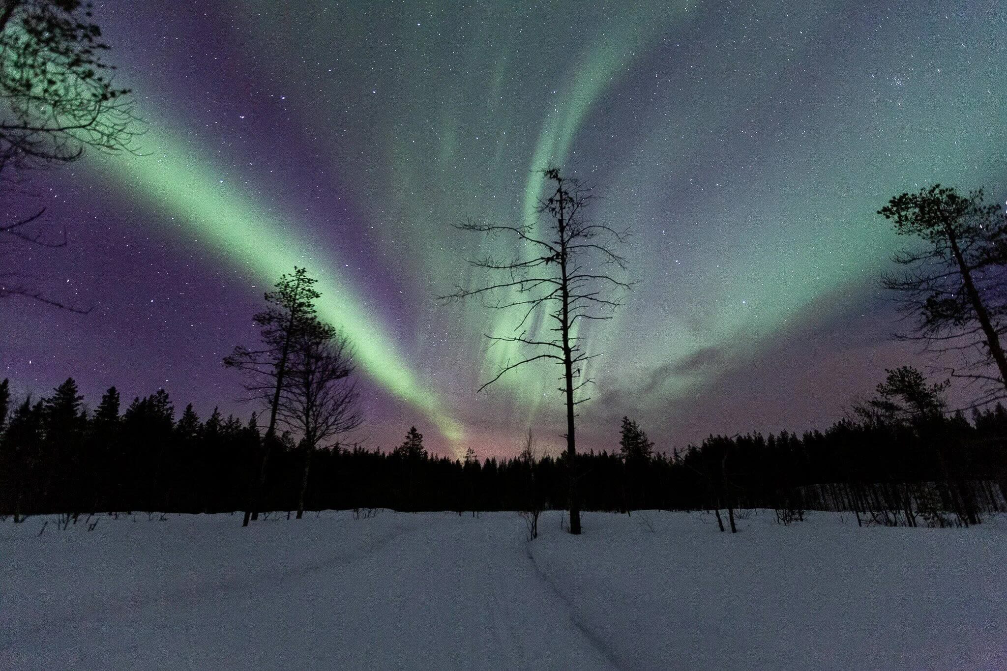 Northern Lights over a snowy forest in Swedish Lapland, with aurora borealis across the night sky