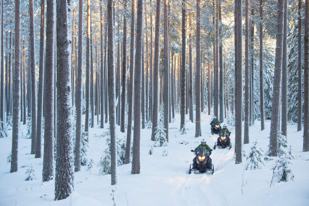 Snowy Lapland forest with torchlit ATV riders travelling between tall pine trees in winter