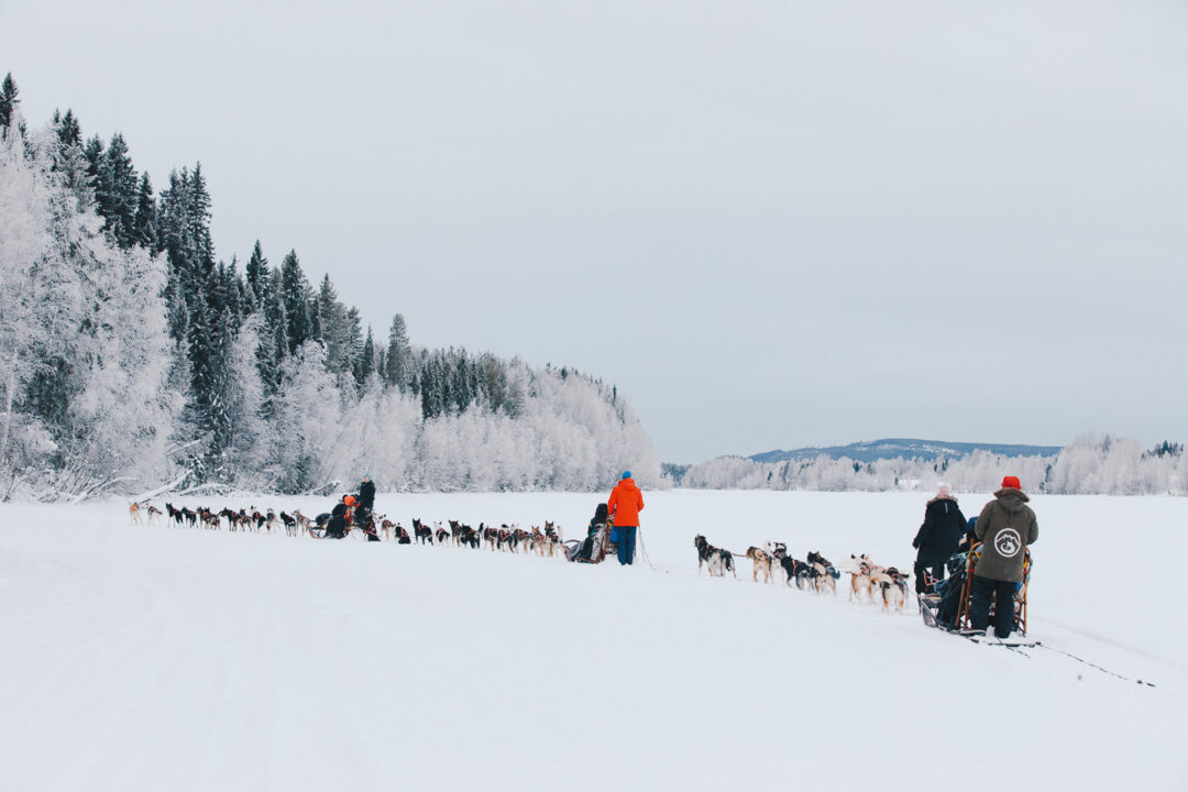 Dog sled team gliding across snowy Lapland landscape through pine forest in winter