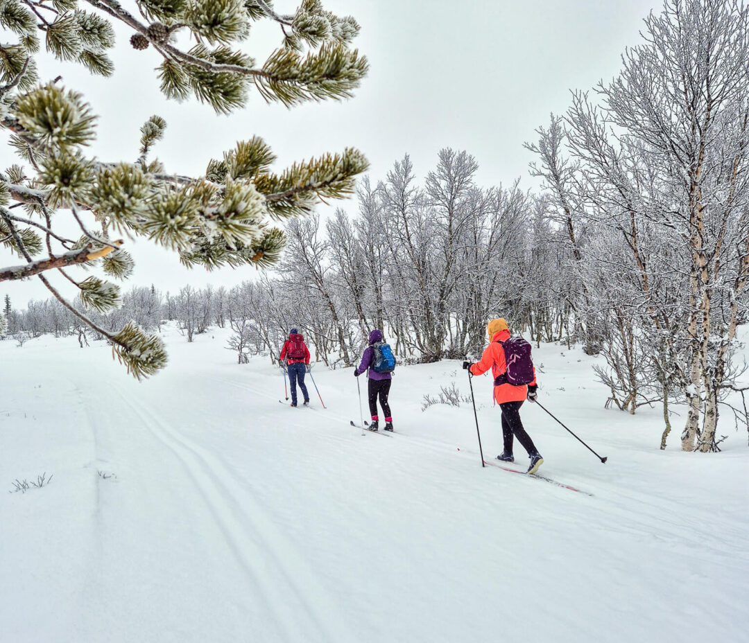 Cross-country skiers in a snowy Norwegian forest, gliding through winter trees on a beginner ski trail
