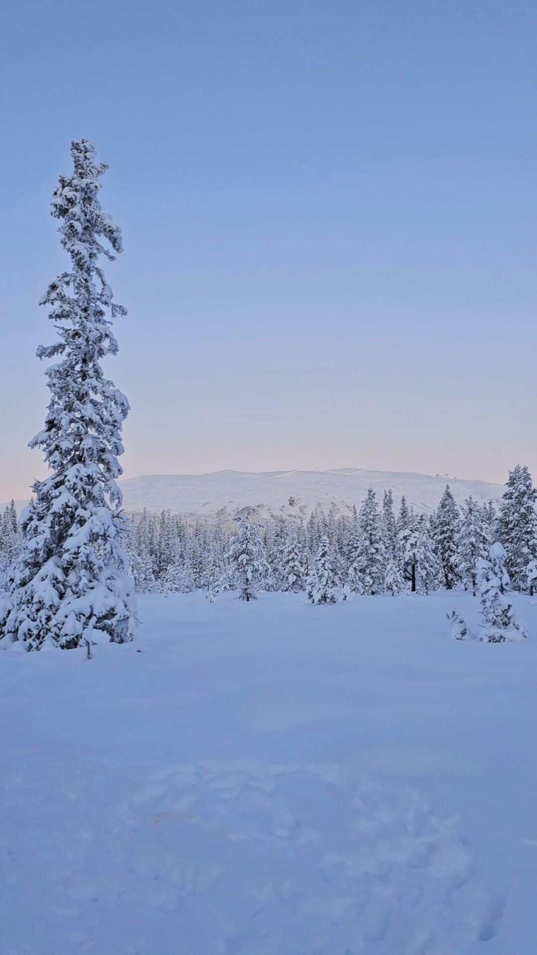 Snow-covered Swedish forest with fresh snow tracks and distant mountains under a clear winter sky
