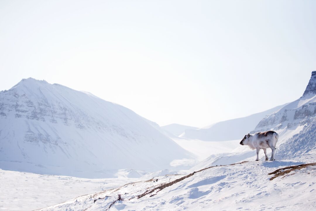 Sled dog stands on a snowy Svalbard mountainside with icy peaks in the distance under a pale sky